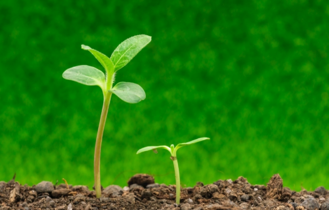 1681953565185838.png 種子萌發的土壤溫度一般是多少