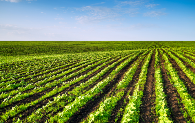 1682476494156795.png 土壤缺什么?補什么?