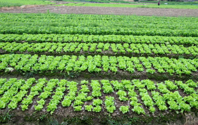 1682562822556639.png 土壤肥料養(yǎng)分速測儀