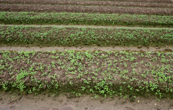 1684466909184459.png 土壤重金屬檢測儀